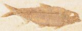 Large, Knightia Fossil Fish - Wyoming #78312-1